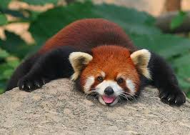 Malaya Ili Krasnaya Panda Lat Ailurus Fulgens Interesnye Zhivotnye