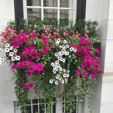 Image result for foto surfínie