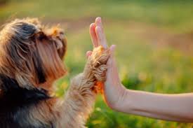 Sie dürfen ihren hund also auf keinen fall nur aus bequemlichkeit kastrieren lassen. Kastration Beim Hund Soll Ich Meinen Hund Kastrieren Lassen