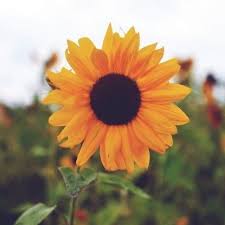 Girassol Frases Girassolfrases Twitter Está situado na tribo heliantheae, subtribo helianthinae. girassol frases girassolfrases twitter