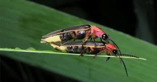 We did not find results for: Species Spotlight The Magic Of Fireflies Three Rivers Park District