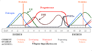 the mares estrous cycle