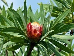 Image result for Protea gaguedi