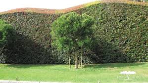 Image result for Ilex mitis