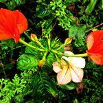 Image result for Mussaenda elegans