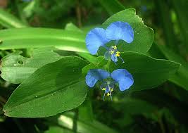 Image result for Commelina capitata