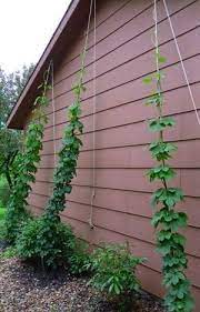 Growing Hops Yourself Hops Plant Landscape Design Hops Trellis