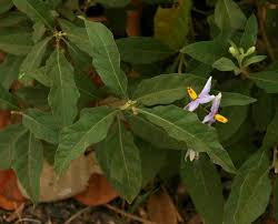 Image result for Solanum campylacanthum 'panduriforme type'
