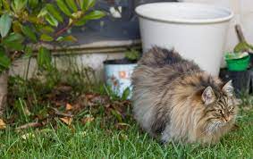 Berberitzen sind die idealen heckenpflanzen, wenn es gilt, fremde katzen aus dem eigenen garten auszusperren. Katzen Vertreiben Diese Mittel Helfen Gegen Fremde Katzen Im Garten Gartenhaus Aufbau