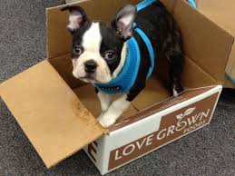 Boston terrier puppies and dogs. Woody Loves Love Grown World S Best Granola Made With Love By Maddy Alex In Colorado Boston Terrier Dog Boston Terrier Boston Terrier Love