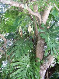 Monstera Plant Climbing A Mahogany Tree