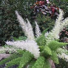 Asparagus Densiflorus Meyersii Variegated Foxtail Fern Foxtail Fern Dream Garden Plants
