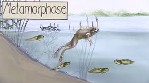 Feinde der kaulquappen sind vor allem fische oder jagende insektenlaven. Metamorphose Biologie Einfach Erklart I Ubungen