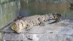 Buaya adalah reptil bertubuh besar yang hidup di air. Penangkaran Buaya Teritip Sensasi Di Dekat Reptil Raksasa