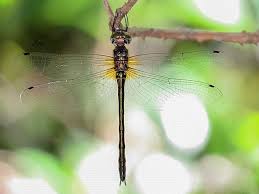 Image result for Odontosoria africana