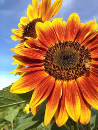 Source Green Hope Farm Flower Essence Flower Essences Flowers Herbalism