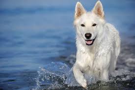 Established for over 55 years we are international pet shipping specialists, offering a complete professional service from scotland. Pets On The Move Pet Air Travel Scotland Pet Relocation Scotland And Beyond Animal Couriers Uk