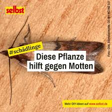 mottenkonig selbst de pflanzen buchsbaumzunsler harfenstrauch