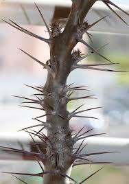 Image result for Pachypodium lealii