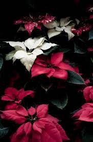Beautiful Poinsettias Christmas Plants Flower Meanings Red And White Flowers