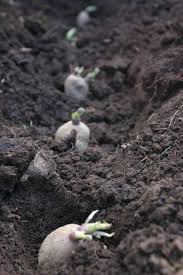The trench should be about eight inches deep and six inches wide. Growing Potato Plants Information On Planting Depth Of Potatoes Planting Potatoes Growing Potatoes When To Plant Potatoes