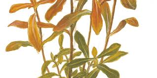 Image result for Nesaea crassicaulis