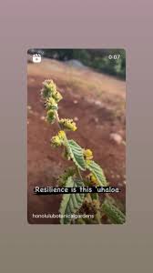 Image result for Erythrina sacleuxii