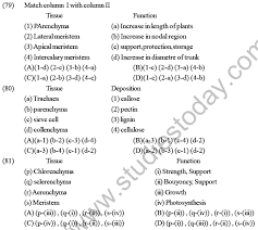 Maybe you would like to learn more about one of these? Neet Biology Plant Anatomy Plant Tissues Mcqs Set B Multiple Choice Questions For Plant Anatomy Plant Tissues
