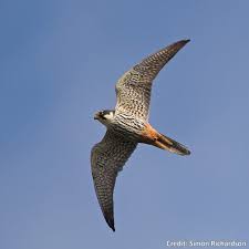 Small British Birds Of Prey Images Wing Tips Identifying Our Birds Of Prey In 2020 Birds Of Prey British Birds Of Prey Largest Bird Of Prey