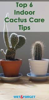 The Stickler S Guide To Growing A Cactus Indoors Indoor Cactus Plants Cactus Plant Pots Cactus House Plants