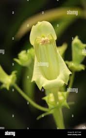 Image result for Begonia scutifolia