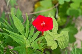 Image result for Ipomoea barteri