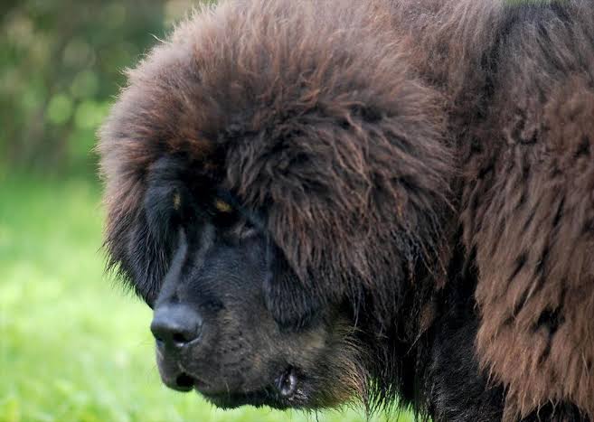 Mga resulta ng larawan para sa Tibetan Mastiff dog (domesticated)"