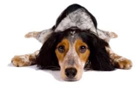 Foto buffe di cani con cappottini e altri accessori. Un Cappottino Per Cani Fatto A Maglia Tutto Zampe