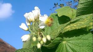 Image result for Sparrmannia