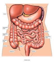 Diagram Of Internal Organs Female Koibana Info Anatomy Organs Human Body Anatomy Body Diagram
