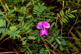 Image result for Sisyranthus imberbis