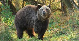 For the first time in two years, the chicago bears will play a preseason game this weekend and fans are eager with. Bear Sanctuary Muritz Sanctuaries Campaigns Topics Four Paws International