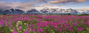 Valley of flowers trek which is nestled in the garhwal himalayas. Valley Of Flowers Trek Plus Valley Adventure