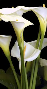 We did not find results for: Calla Lilies I Tall Calla Lily Arum Lily Calla Lillies