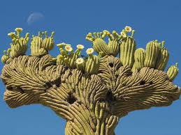 These plants are very prickly, so it's important you use material to protect your hands during. Carnegiea Gigantea F Cristata Crested Saguaro World Of Succulents