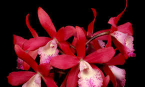 Maybe you would like to learn more about one of these? Fort Lauderdale Orchid Society Show Fort Lauderdale Orchid Society