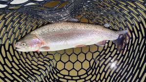 2022 Pa Trout Stocking Schedule Pa Trout Stocking Schedule 2022: Pfbc Will Start Feb. 21.