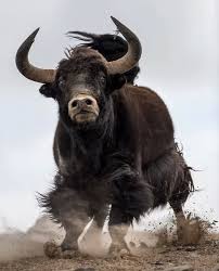 Image result for yak