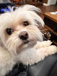 Well, my man Poe escaped around 8pm tonight. Heartbroken, I had just  checked his enclose and checked