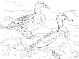 Male And Female Mallard Ducks Coloring Page Bird Coloring Pages Animal Coloring Pages Coloring Pages