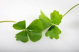 Image result for Marsilea minuta