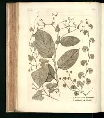 Image result for Merremia emarginata