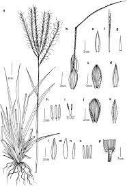 Image result for Dichanthium