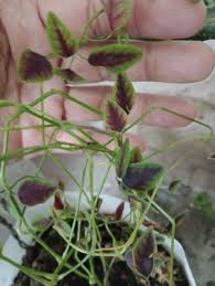 Image result for Euphorbia graminea